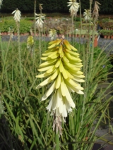 KNIPHOFIA X ICE QUEEN