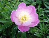 PAEONIA LACTIFLORA BOWL OF BEAUTY