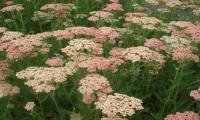 Achillea