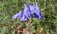 Aquilegia