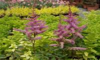 Astilbe