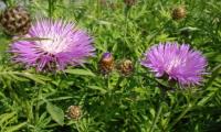 Centaurea