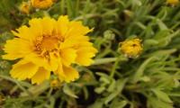 Coreopsis