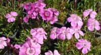 Dianthus