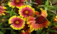 Gaillardia