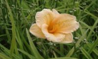 Hemerocallis