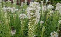 Liatris