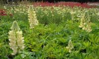 Lupinus