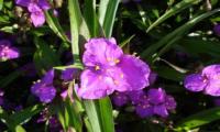 Tradescantia