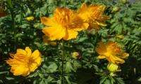 Trollius