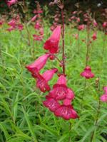 Penstemon X 'Garnet'