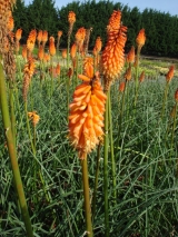 KNIPHOFIA X ALCAZAR