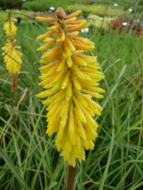 KNIPHOFIA X WREXHAM BUTTERCUP