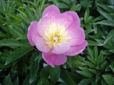 PAEONIA LACTIFLORA BOWL OF BEAUTY